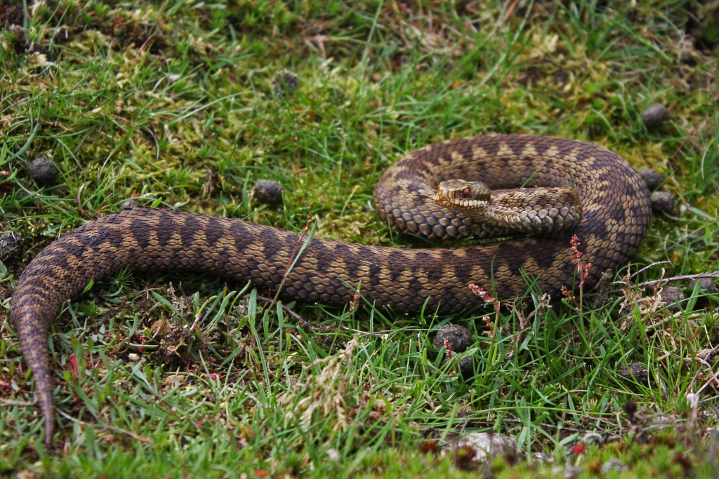 This female adder was basking in the sunshine on Thursley common in Surrey.