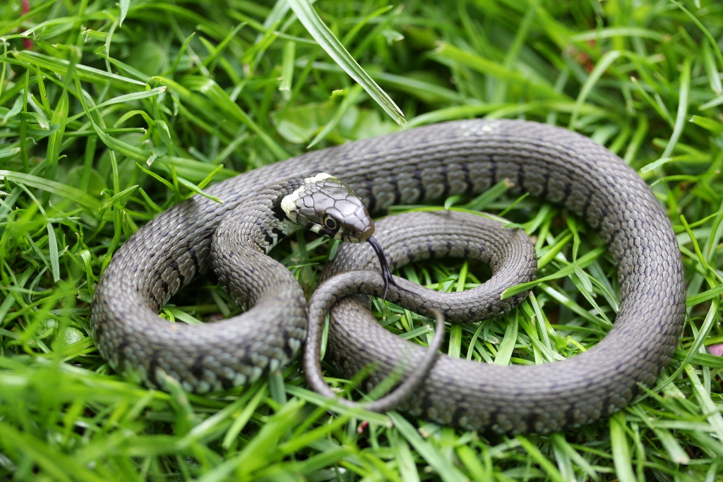 A young grass snake that hissed dramatically the whole time I took photos. Found in the Lea Valley Park, Hertfordshire.