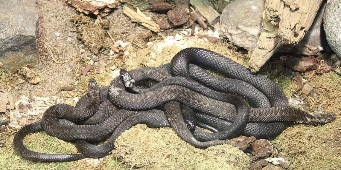 A group of snakes in sweden