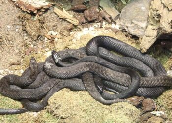 A group of snakes in sweden
